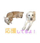 シニア犬の愉快な日常（個別スタンプ：40）