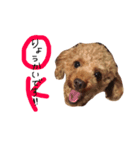 愛犬りく君（個別スタンプ：1）