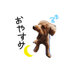 愛犬りく君（個別スタンプ：2）