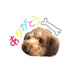 愛犬りく君（個別スタンプ：4）