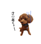 愛犬りく君（個別スタンプ：6）
