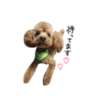 愛犬りく君（個別スタンプ：8）