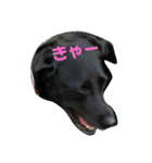 黒ラブ はなちゃん2（個別スタンプ：3）