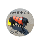 黒ラブ はなちゃん2（個別スタンプ：18）