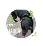黒ラブ はなちゃん2（個別スタンプ：19）