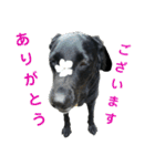 黒ラブ はなちゃん2（個別スタンプ：30）