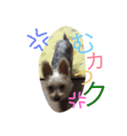 ももとなつき（個別スタンプ：6）
