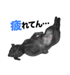 黒ラブ・シンちゃん♪（関西弁ver）（個別スタンプ：9）