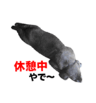黒ラブ・シンちゃん♪（関西弁ver）（個別スタンプ：10）
