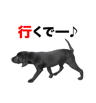 黒ラブ・シンちゃん♪（関西弁ver）（個別スタンプ：19）