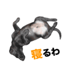 黒ラブ・シンちゃん♪（関西弁ver）（個別スタンプ：23）