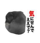 黒ラブ・シンちゃん♪（関西弁ver）（個別スタンプ：28）