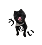 ロイすたんぷ（個別スタンプ：3）