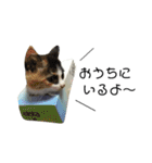 うちんちの猫。（個別スタンプ：1）