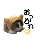 うちんちの猫。（個別スタンプ：2）