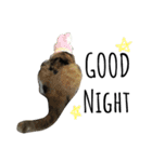 うちんちの猫。（個別スタンプ：5）
