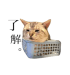 うちんちの猫。（個別スタンプ：7）