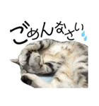 うちんちの猫。（個別スタンプ：8）