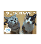 うちんちの猫。（個別スタンプ：9）