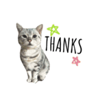 うちんちの猫。（個別スタンプ：10）