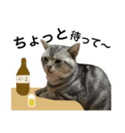 うちんちの猫。（個別スタンプ：11）
