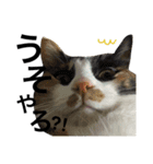 うちんちの猫。（個別スタンプ：12）