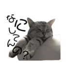 うちんちの猫。（個別スタンプ：13）