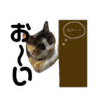 うちんちの猫。（個別スタンプ：14）
