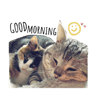 うちんちの猫。（個別スタンプ：16）