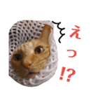 かまめスタンプ1（個別スタンプ：8）