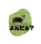 わく わく スタンプ（個別スタンプ：5）