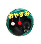 チワワ 使えるスタンプ③（個別スタンプ：4）