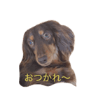 ミニチュアダックスのヴェル（個別スタンプ：1）
