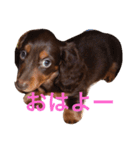 ミニチュアダックスのヴェル（個別スタンプ：3）