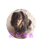 ミニチュアダックスのヴェル（個別スタンプ：4）