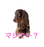 ミニチュアダックスのヴェル（個別スタンプ：5）