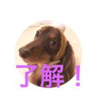 ミニチュアダックスのヴェル（個別スタンプ：7）