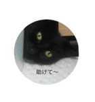 イケ猫クウチの可愛いスタンプ（個別スタンプ：7）