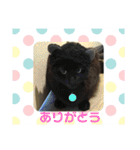 ココとオレオ2（個別スタンプ：4）