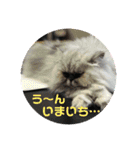 ココとオレオ2（個別スタンプ：18）