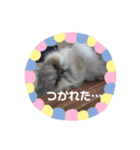 ココとオレオ2（個別スタンプ：29）