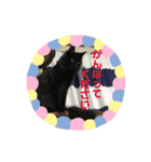 ココとオレオ2（個別スタンプ：39）