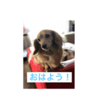 ミニチュアダックスフントいちご（個別スタンプ：1）