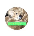 ミニチュアダックスフントいちご（個別スタンプ：2）