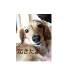 ミニチュアダックスフントいちご（個別スタンプ：3）
