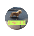 ミニチュアダックスフントいちご（個別スタンプ：4）