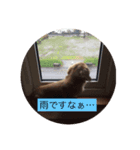 ミニチュアダックスフントいちご（個別スタンプ：5）
