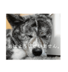 気持ち秋田犬（個別スタンプ：1）