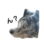 気持ち秋田犬（個別スタンプ：2）
