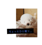 気持ち秋田犬（個別スタンプ：4）
